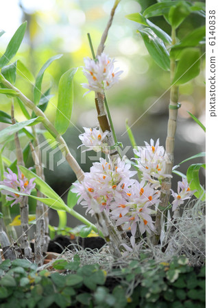 Dendrobium · Practite Osamu Dendrobium · Practite Osamu 6140838