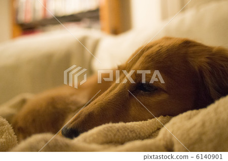 困狗 困狗 6140901