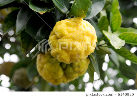 Shishi Yuzu 6140930