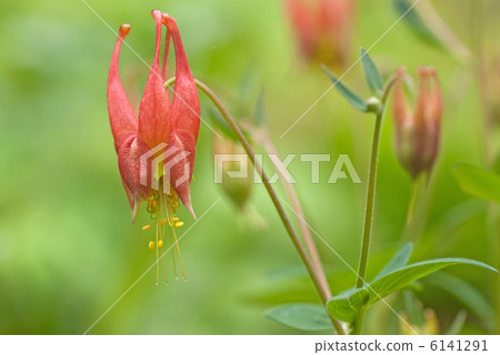 哥倫拜恩花 6141291