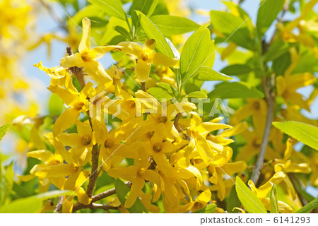 Forsythia 6141293