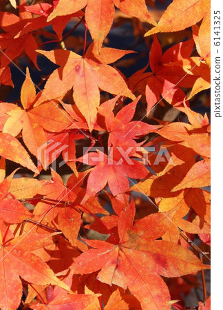 背景材料·秋天圖像·Yamamomiji葉子的彩色葉子·垂直位置 背景材料·秋天圖像·Yamamomiji葉子的彩色葉子·垂直位置 6141325