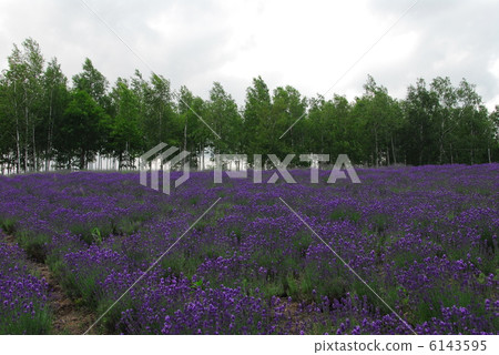 Hill's lavender field 2 Hill's lavender field 2 6143595