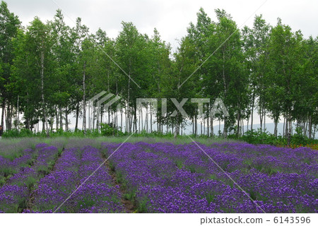 Hill's lavender field 3 Hill's lavender field 3 6143596