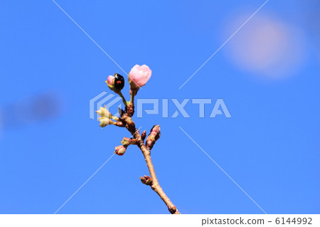 Asukiyama Park's October cherry blossom bloom and namitentanto 6144992