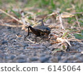 Cricket 6145064