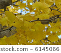 Ginkgo tree 6145066