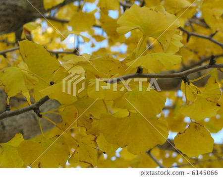 Ginkgo tree Ginkgo tree 6145066