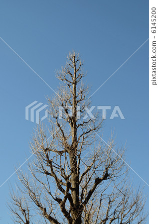 Dead tree Dead tree 6145200
