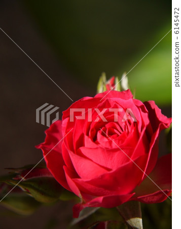 Rose Rose 6145472