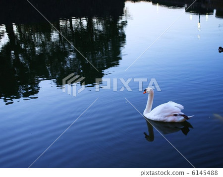 Swans of Hibiya moat Swans of Hibiya moat 6145488