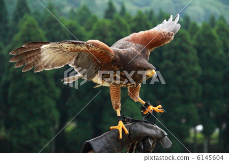 A hawk A hawk 6145604