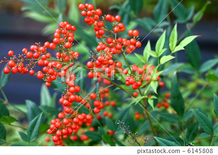 Nanten Fruit 6145808