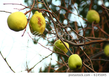 食品配料卡琳水果 6145845