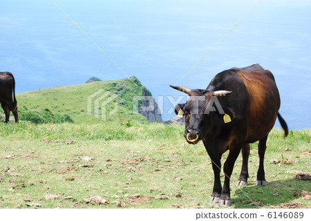 Oki's cow 6146089