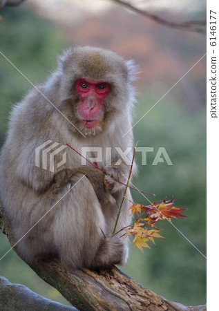 嵐山猴子中心的日本猿 嵐山猴子中心的日本猿 6146177