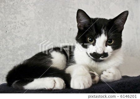 一隻小貓 6146201