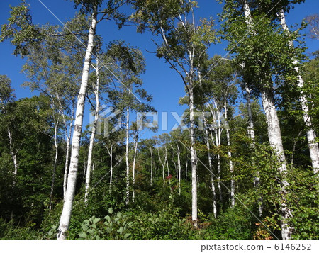 Yachiho Takahara Shirakaba Forest (Horizontal) 6146252