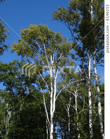 Yachiho Takahara White birch forest (vertical) 6146253