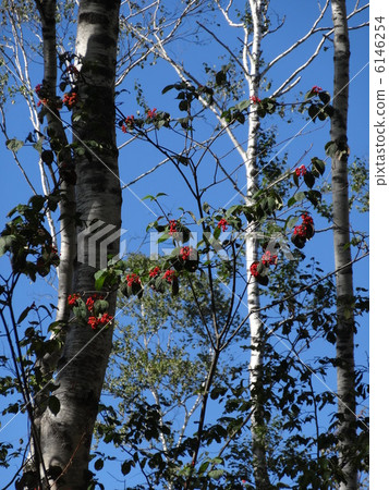 秋天海龜樹紅色果子 6146254