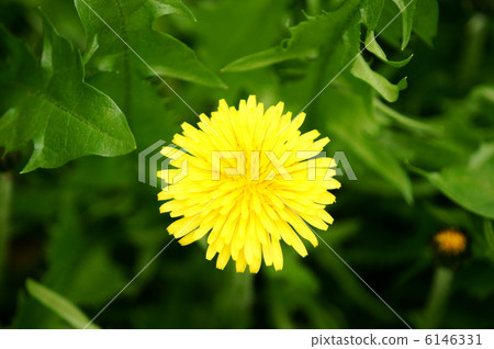 Kanto gamaginni這是最容易下降的趨勢...... 6146331