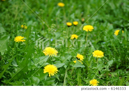 Kanto gamaginni這是最容易下降的趨勢...... 6146333