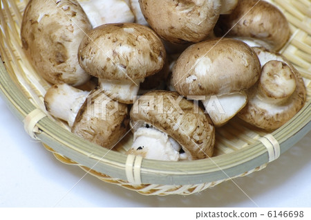 Brown mushroom 6146698