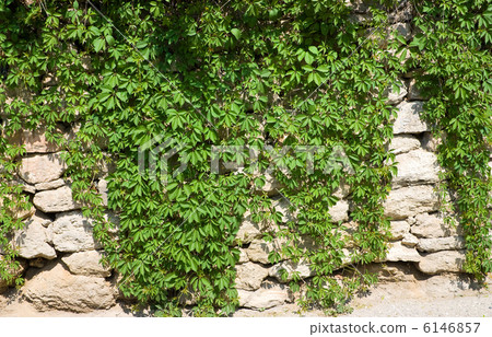 Stone wall with wild grapes 6146857