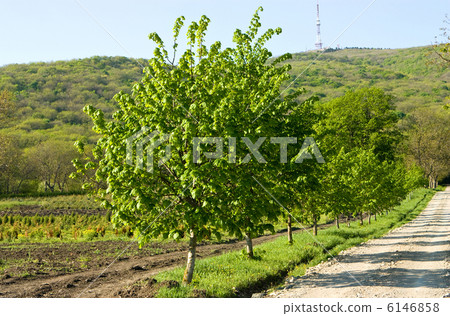 The road to Mount Mashuk. 6146858