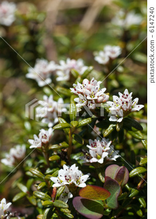 Minnesota Minnesota 6147240