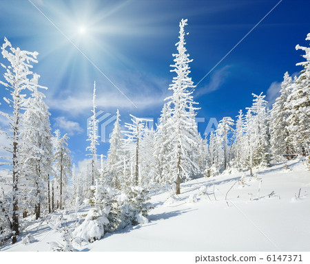 Snowy landscape Snowy landscape 6147371