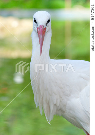 White stork 6147561