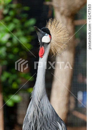 Crowned crane 6147563