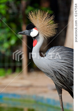 Crowned crane 6147564