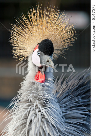 Crowned crane 6147575
