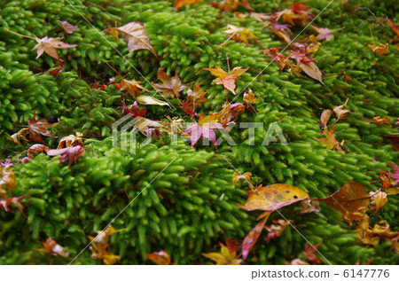 Fallen leaves 6147776