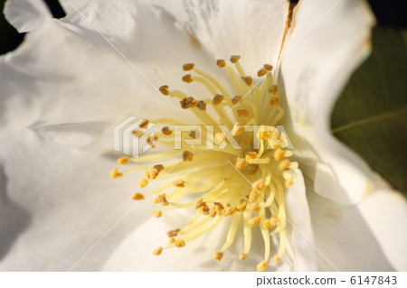 Sasanqua Sasanqua 6147843