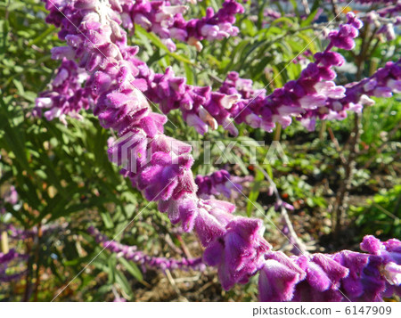 Salvia Leukansa 6147909