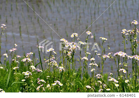 春天紫色和稻田 6148401