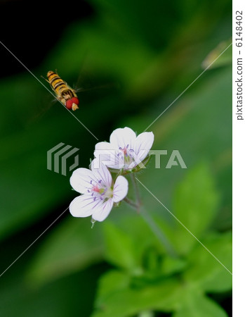 Genchiosho和Hanaab 6148402