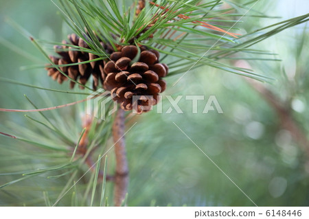 松果 松果 6148446