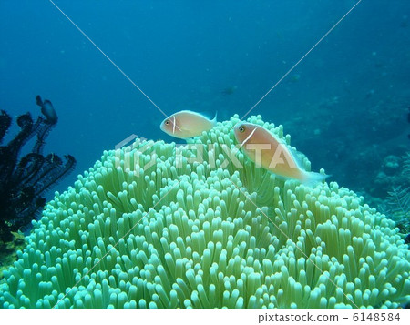 Hanabira Anemone fish 6148584
