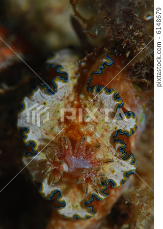 Nuushi Nuushi 6148679