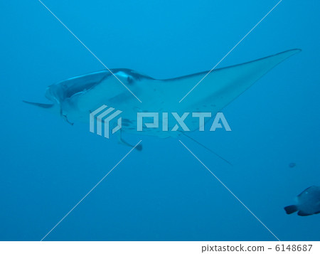 Manta 6148687