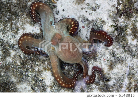Brown octopus 6148915