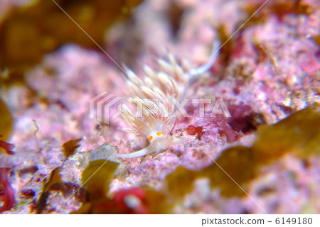 Nuushi Nuushi 6149180