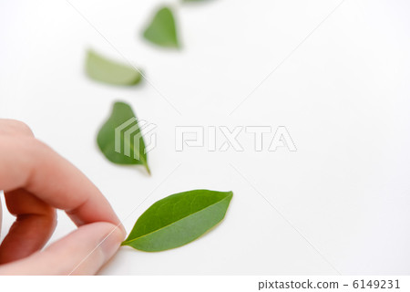 Pinch the leaves 6149231