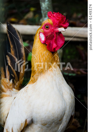 Aoi Aso Shrine's chicken 6149374