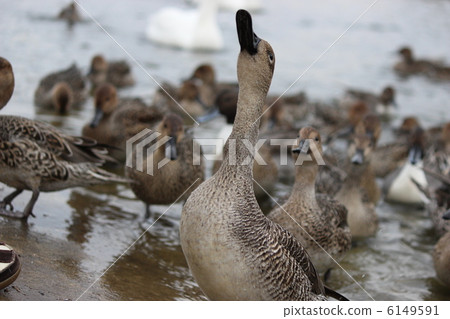 鴨 6149591
