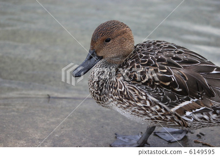 鴨 6149595